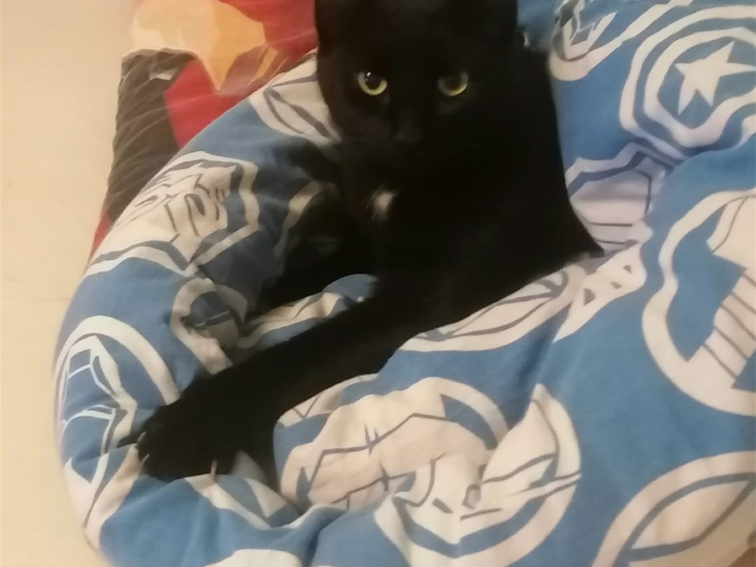 Kater-Findus-in-H-rbranz-vermisst