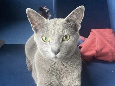 Unser-Kater-Karlo-wird-vermisst-