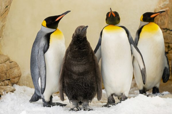 fb_königspinguin_15092025_tgs_zupanc_01.jpg