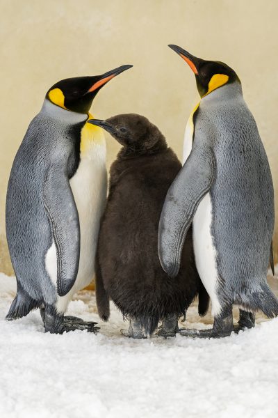 fb_königspinguin_15092025_tgs_zupanc_02_1.jpg