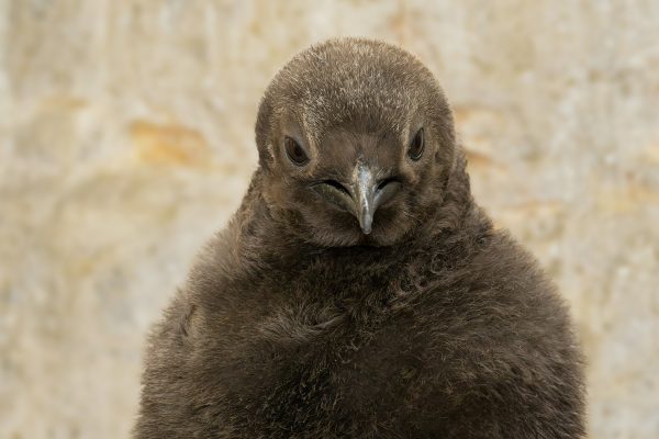 fb_königspinguin_15092025_tgs_zupanc_05.jpg