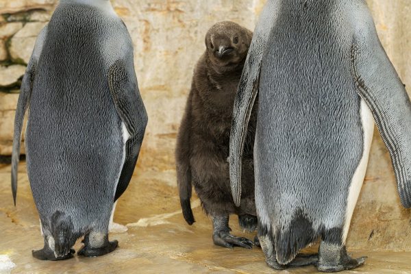 fb_königspinguin_15092025_tgs_zupanc_06.jpg