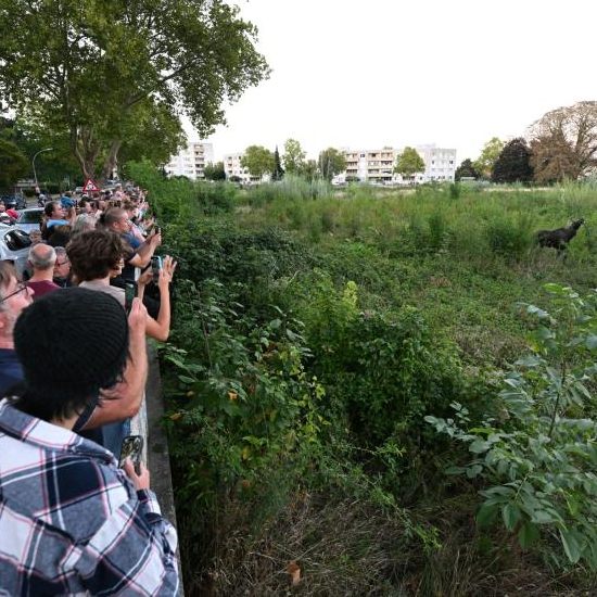 Der Hype um Elch "Emil" besorgt Tierschützer.
