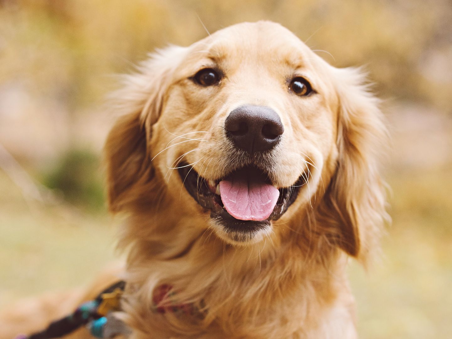 Ein Golden Retriever nutzte ein Fitnessgerät in einem Park in Guangxi. Die Szene ging viral – auch wegen des Blicks seines kleinen Begleiters. Ein Golden Retriever nutzte ein Fitnessgerät in einem Park in Guangxi. Die Szene ging viral – auch wegen des Blicks seines kleinen Begleiters.