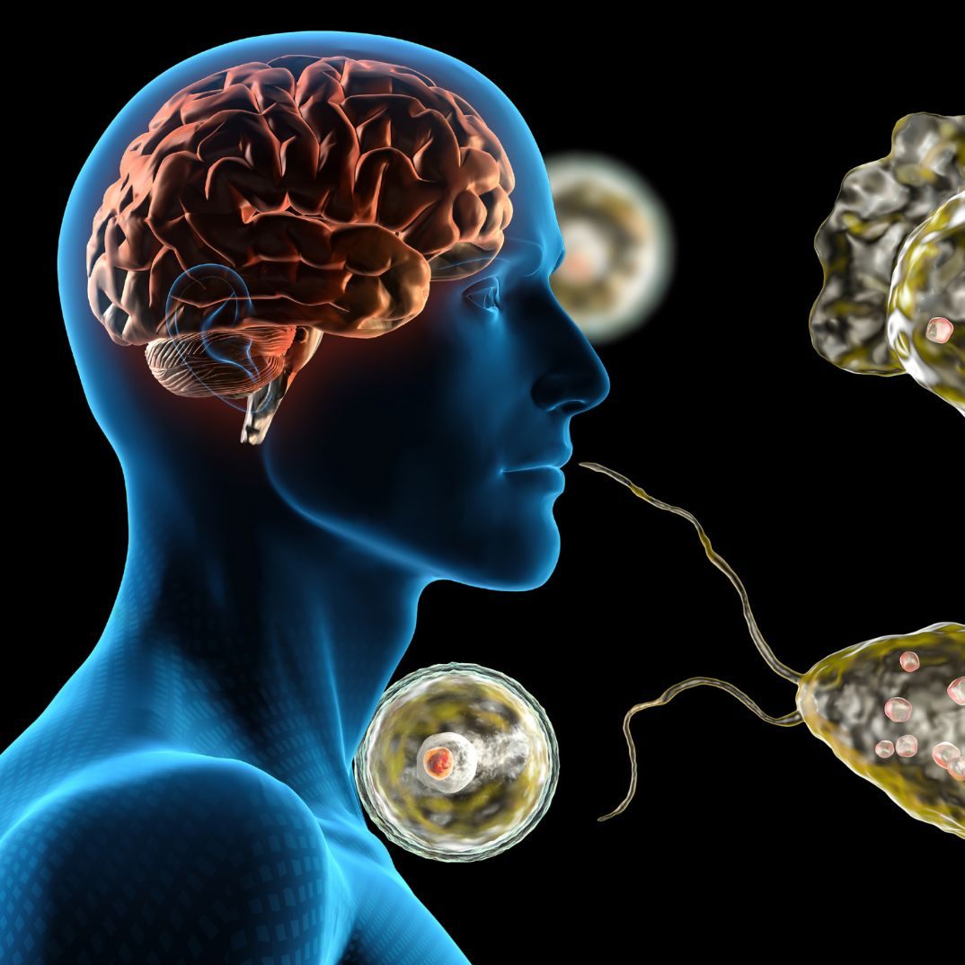 Tödliche Amöbe breitet sich in Indien rasant aus.