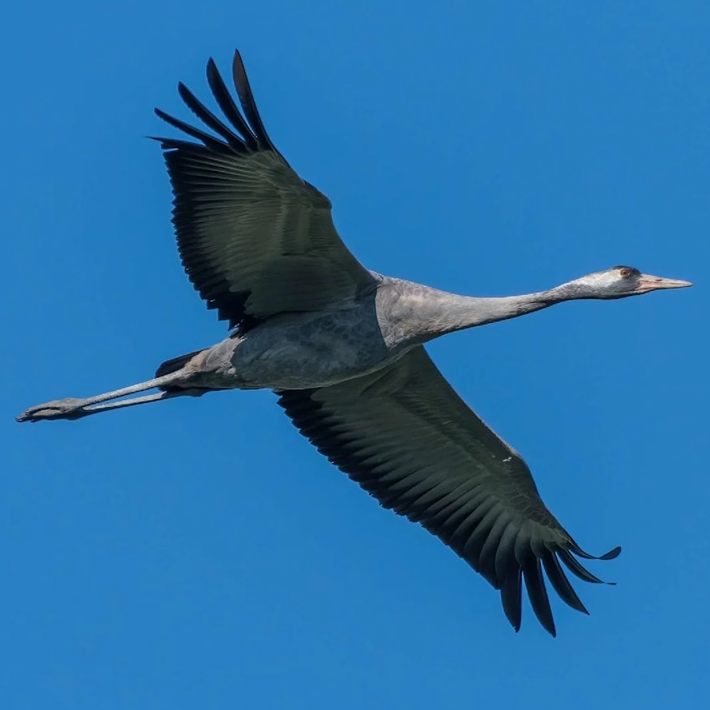 Ein einzelner Kranich fliegt am Himmel.