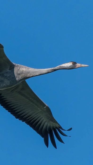 Ein einzelner Kranich fliegt am Himmel.