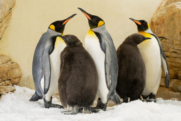 pa_königspinguin1.jpg
