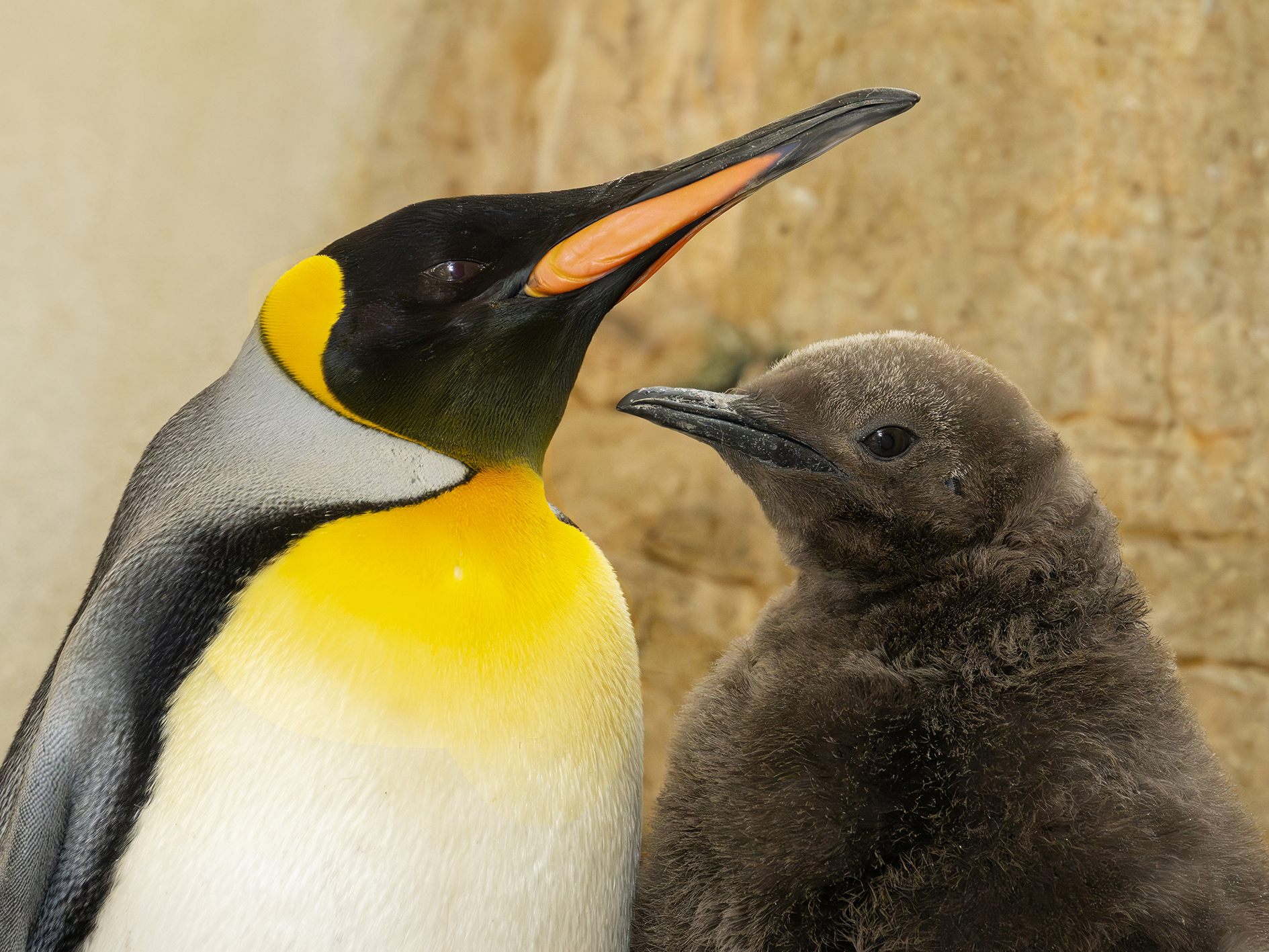 Kleiner Pinguin kommt ganz groß raus