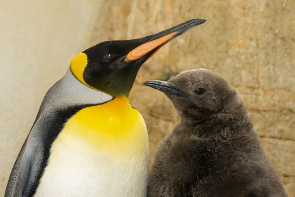 pa_königspinguin2.jpg