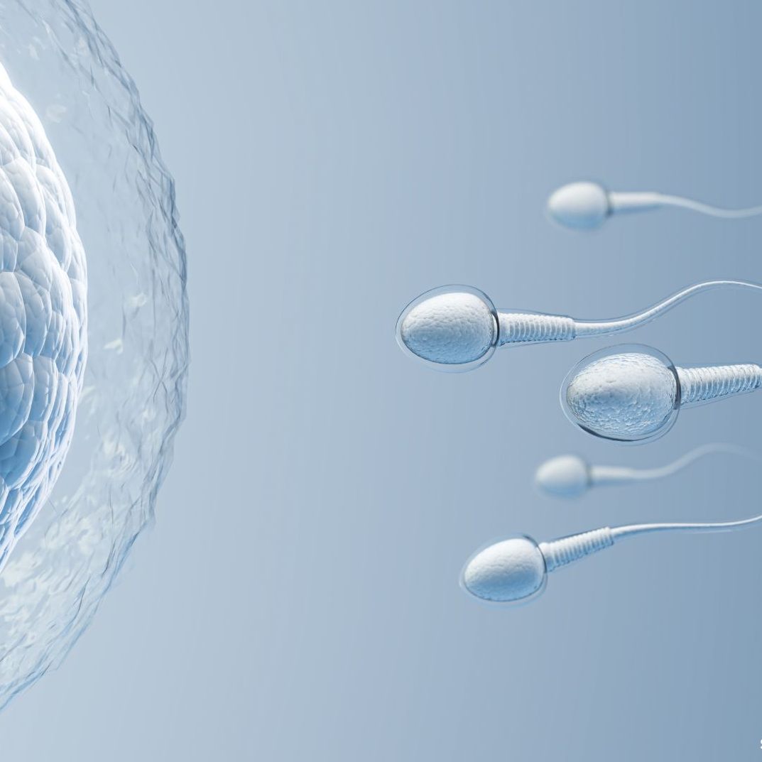 Spermien auf dem Weg zur Eizelle: Ihre Anzahl, Beweglichkeit und genetische Integrität sind entscheidend für die männliche Fruchtbarkeit.