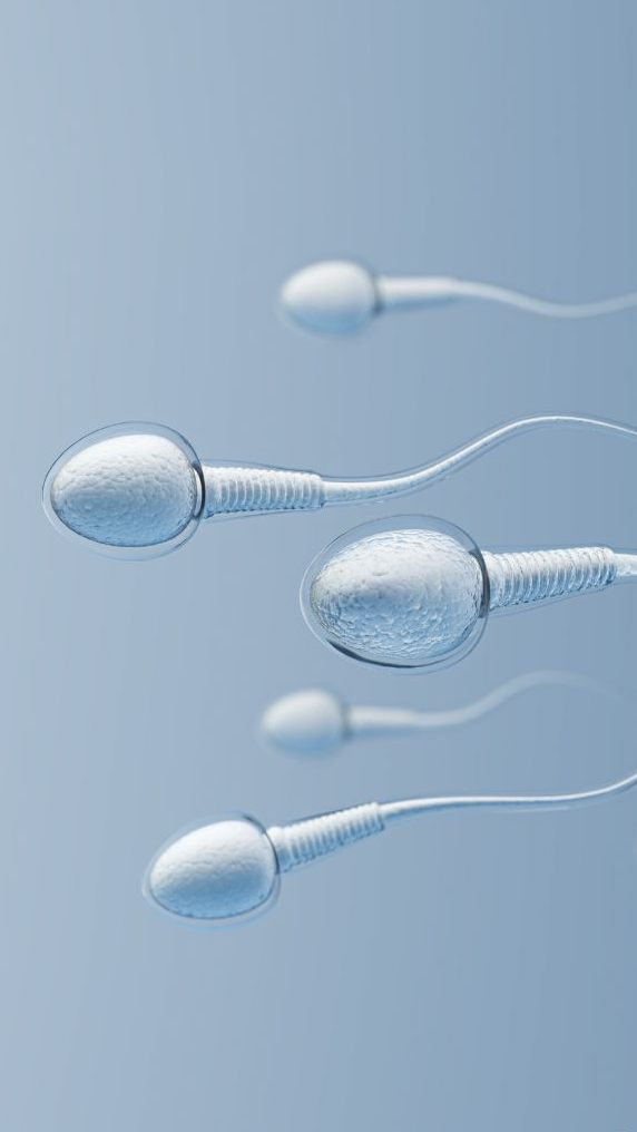 Spermien auf dem Weg zur Eizelle: Ihre Anzahl, Beweglichkeit und genetische Integrität sind entscheidend für die männliche Fruchtbarkeit.