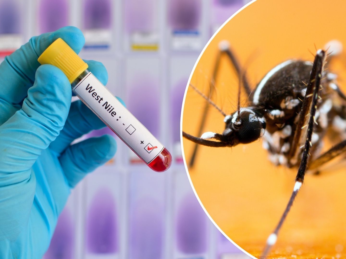 In Griechenland sind sieben Menschen am West-Nil-Virus gestorben.