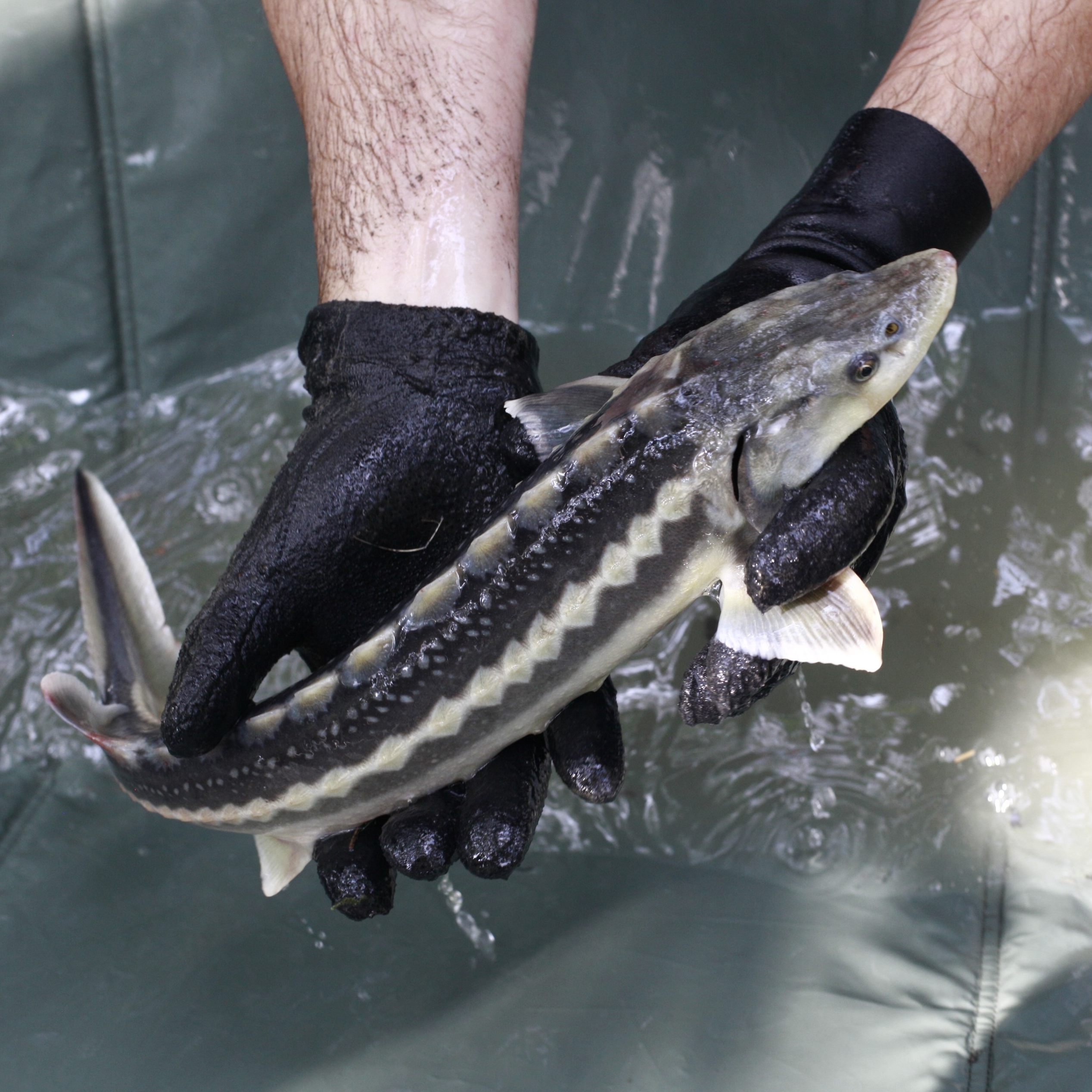 Der ausgestorben geglaubte Stör wurde wieder entdeckt.