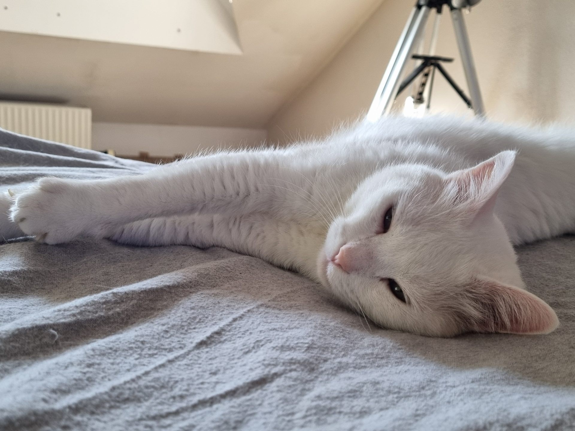 Kater BILLY 7J