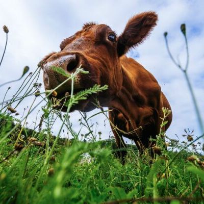 Heimische Milchprodukte sind im Ausland sehr gefragt