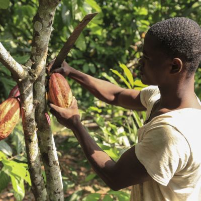 Kakaoschoten werden geerntet