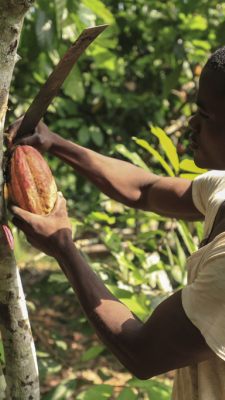 Kakaoschoten werden geerntet