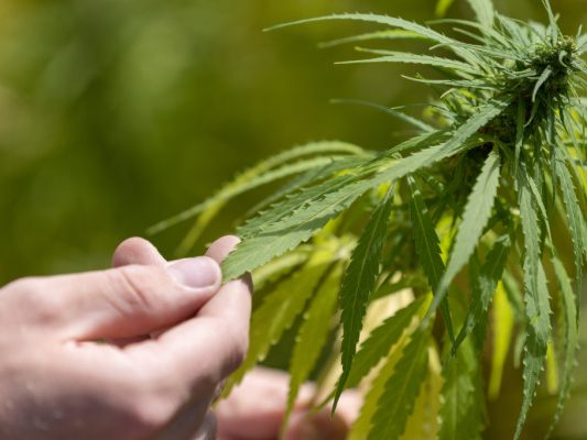 Gro-prozess-um-Betrug-mit-Hanfpflanzen-startet-in-Klagenfurt