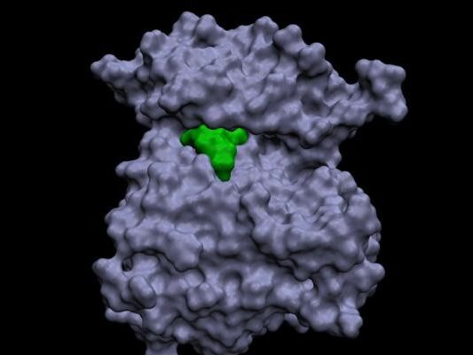 Die HER2-Genmutation verkleinert den Angriffspunkt für Wirkstoffe massiv