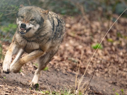 Tier wurde im Bezirk Zwettl erlegt