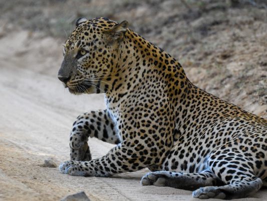 Leopard-spaziert-durch-indonesische-Hoteleinrichtung