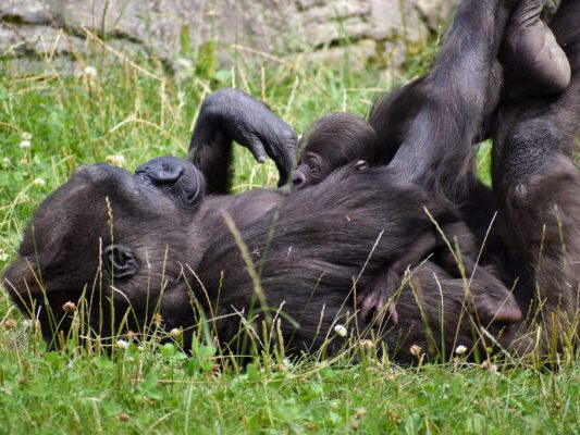 Aus biologischer Sicht für Tiere eher ungewöhnlich Aus biologischer Sicht für Tiere eher ungewöhnlich