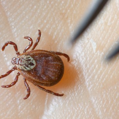 FSME-Häufigkeit nahm in Europa in den vergangenen zehn Jahren zu