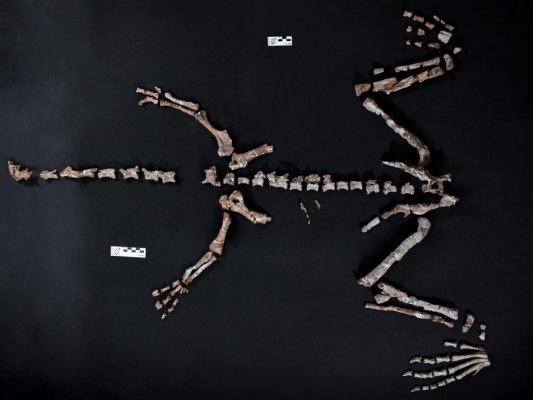 Wurde Huayracursor jaguensis getauft Wurde Huayracursor jaguensis getauft