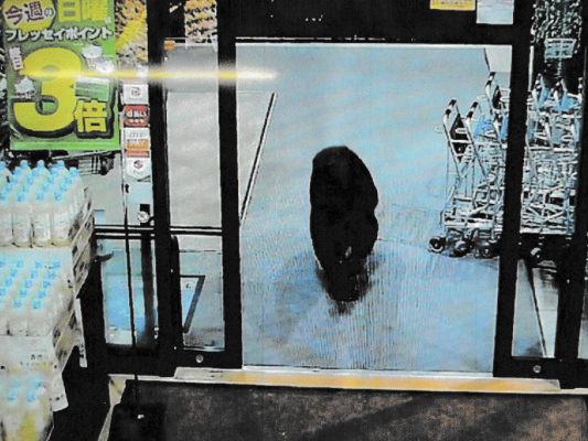 Überwachungskamera nimmt Bären in Supermarkt auf Überwachungskamera nimmt Bären in Supermarkt auf