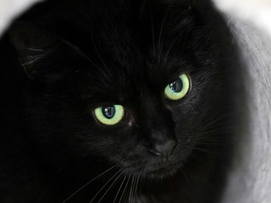 Katzen werden bei Ritualen missbraucht Katzen werden bei Ritualen missbraucht
