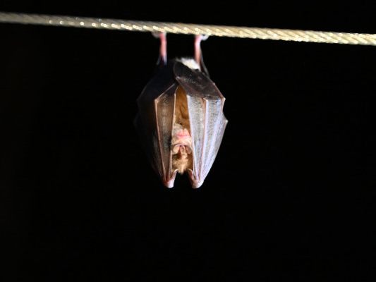 Fledermäuse sollten im Winter nicht gestört werden