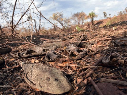 Waldbrände zerstören ganze Ökosysteme Waldbrände zerstören ganze Ökosysteme