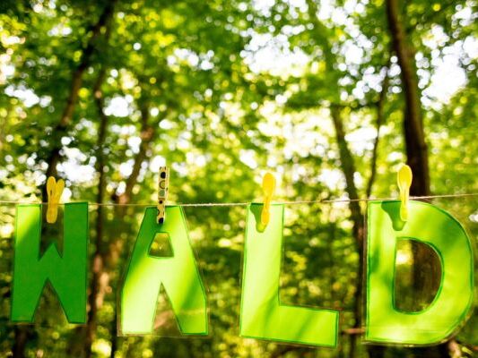 Die EU-Kommission will die Regen beim Entwaldungsgesetz lockern
