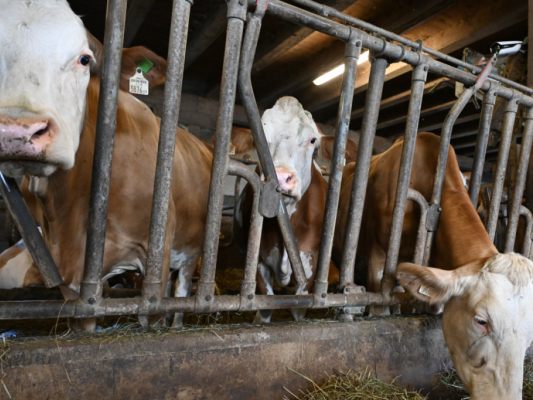 Ein Kind wurde in einem Tiroler Stall verletzt Ein Kind wurde in einem Tiroler Stall verletzt