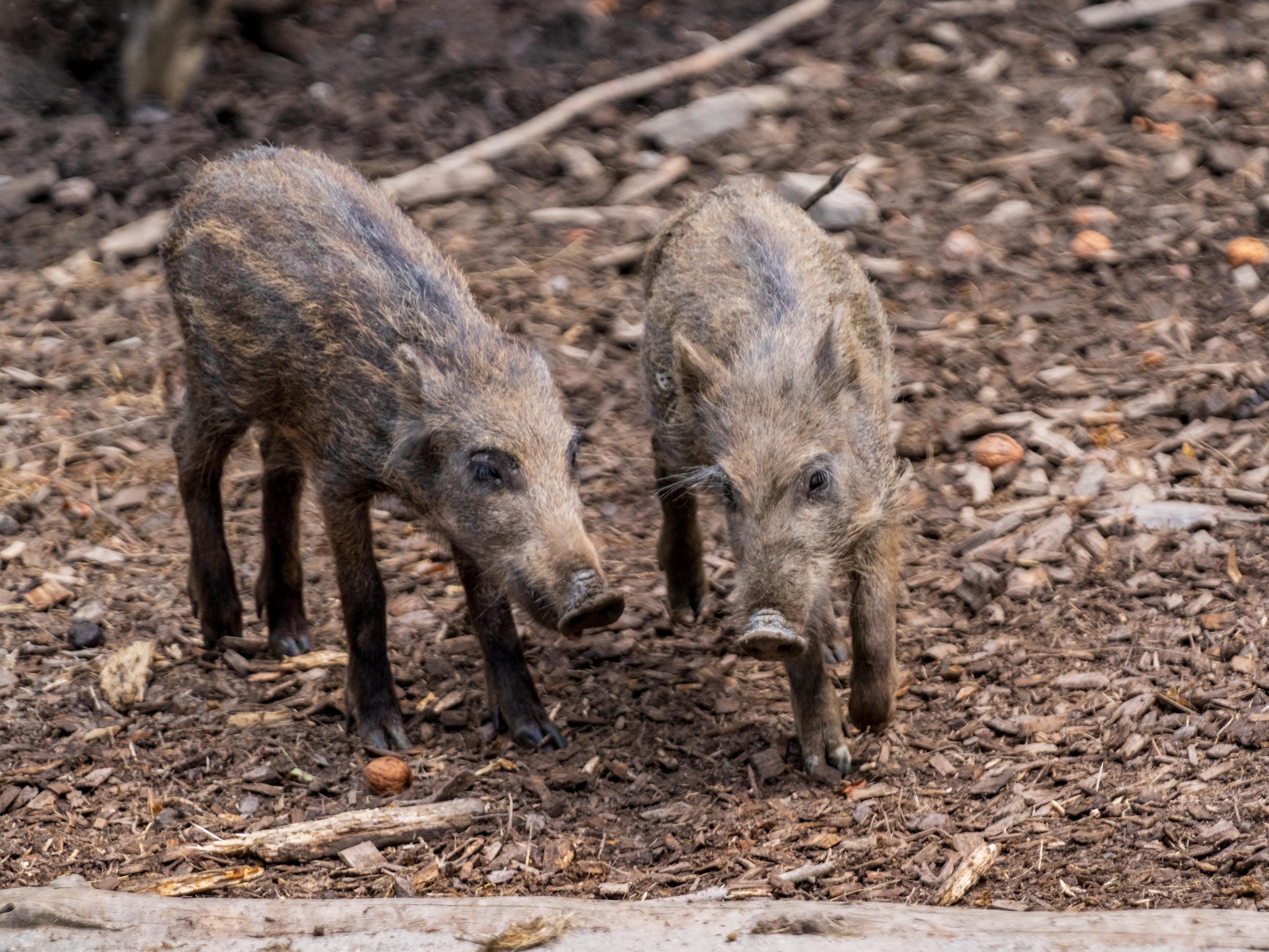 Stadt-Feldkirch-investiert-langfristig-in-den-Wildpark