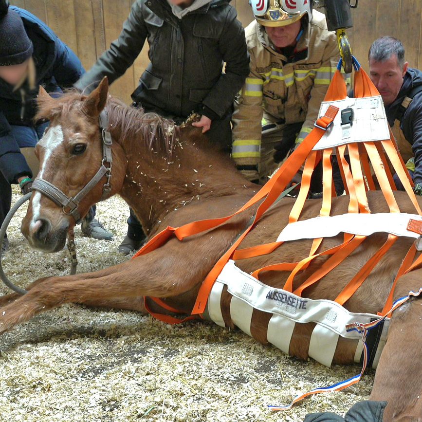 Die Feuerwehr half dem betagten Hengst mit Spezialausrüstung wieder auf die Beine.