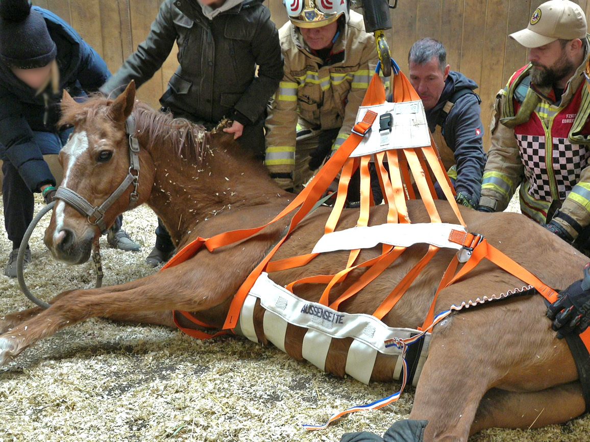 Happy-End-im-Stall-Pferd-nach-Feuerwehr-Einsatz-wieder-auf-den-Beinen
