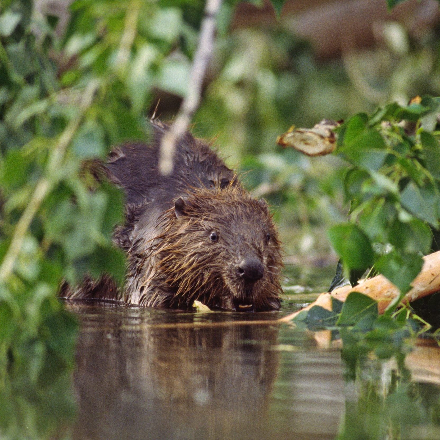 Der WWF fordert einen sofortigen Tötungs-Stopp.