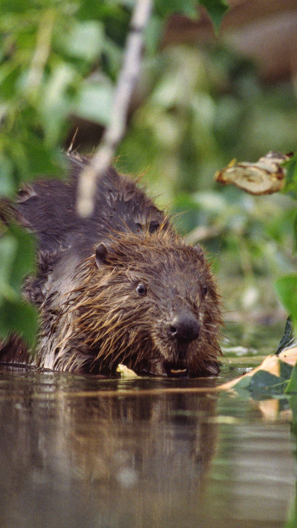 Der WWF fordert einen sofortigen Tötungs-Stopp.