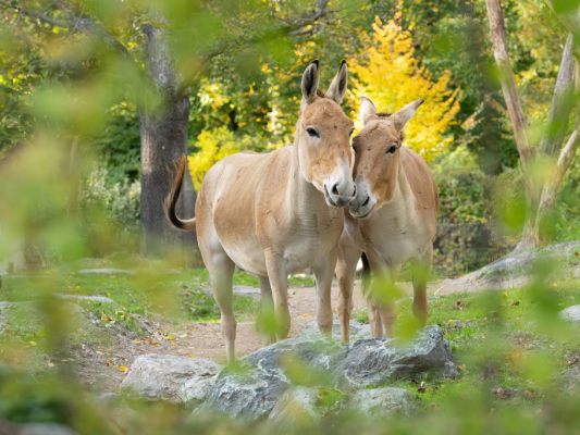 Auf dem Foto sieht man zwei Wildesel im Tiergarten Schönbrunn.