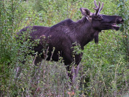 Auf dem Bild sieht man Elch "Emil" bei seiner Wanderung durch Östereich.