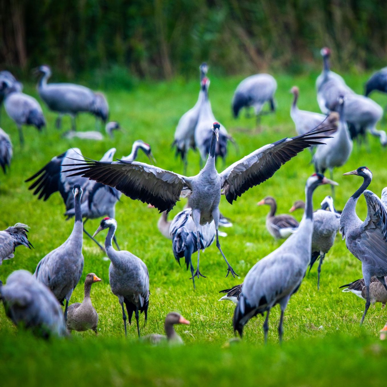 Tausende Kraniche machen Pause im Burgenland.