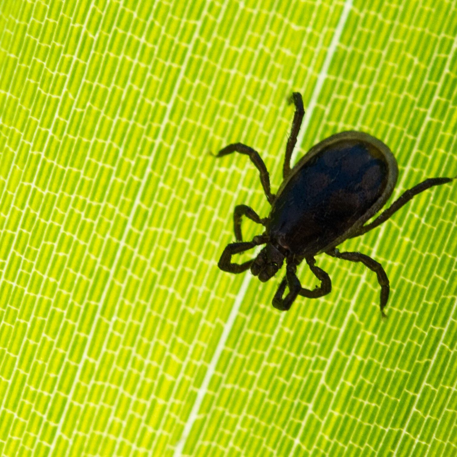 Zwischen 2000 und 2024 wurden durch die FSME-Impfung in Österreich über 10.000 potenziell lebensgefährliche Spitalsaufenthalte verhindert.