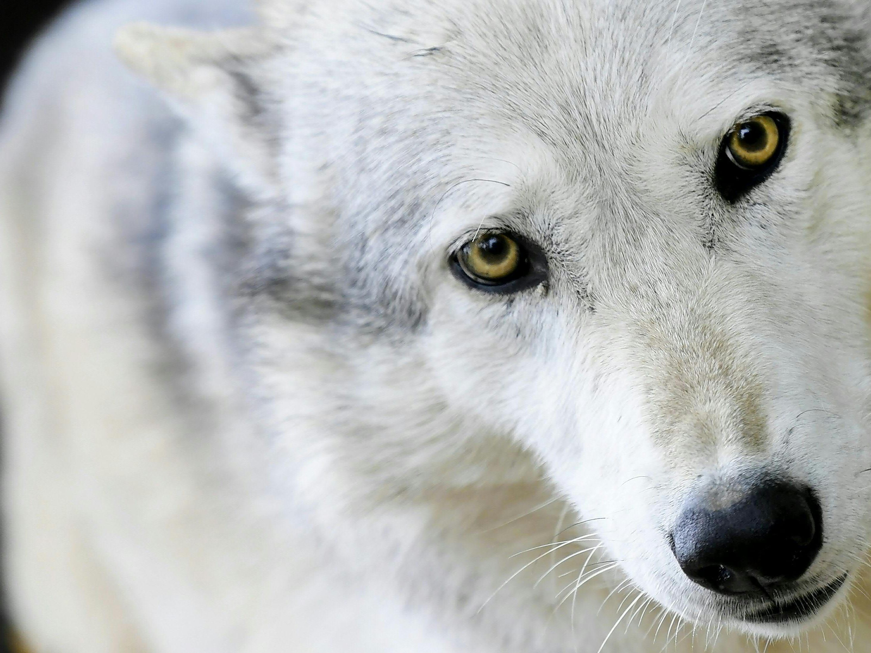 Streitthema-Wolf-Neue-Studie-soll-Management-erleichtern