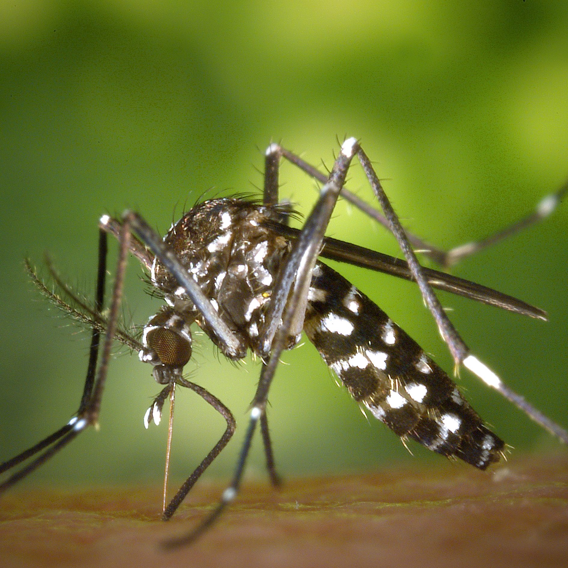 Die Asiatische Tigermücke fühlt sich in Wien bereits zuhause.