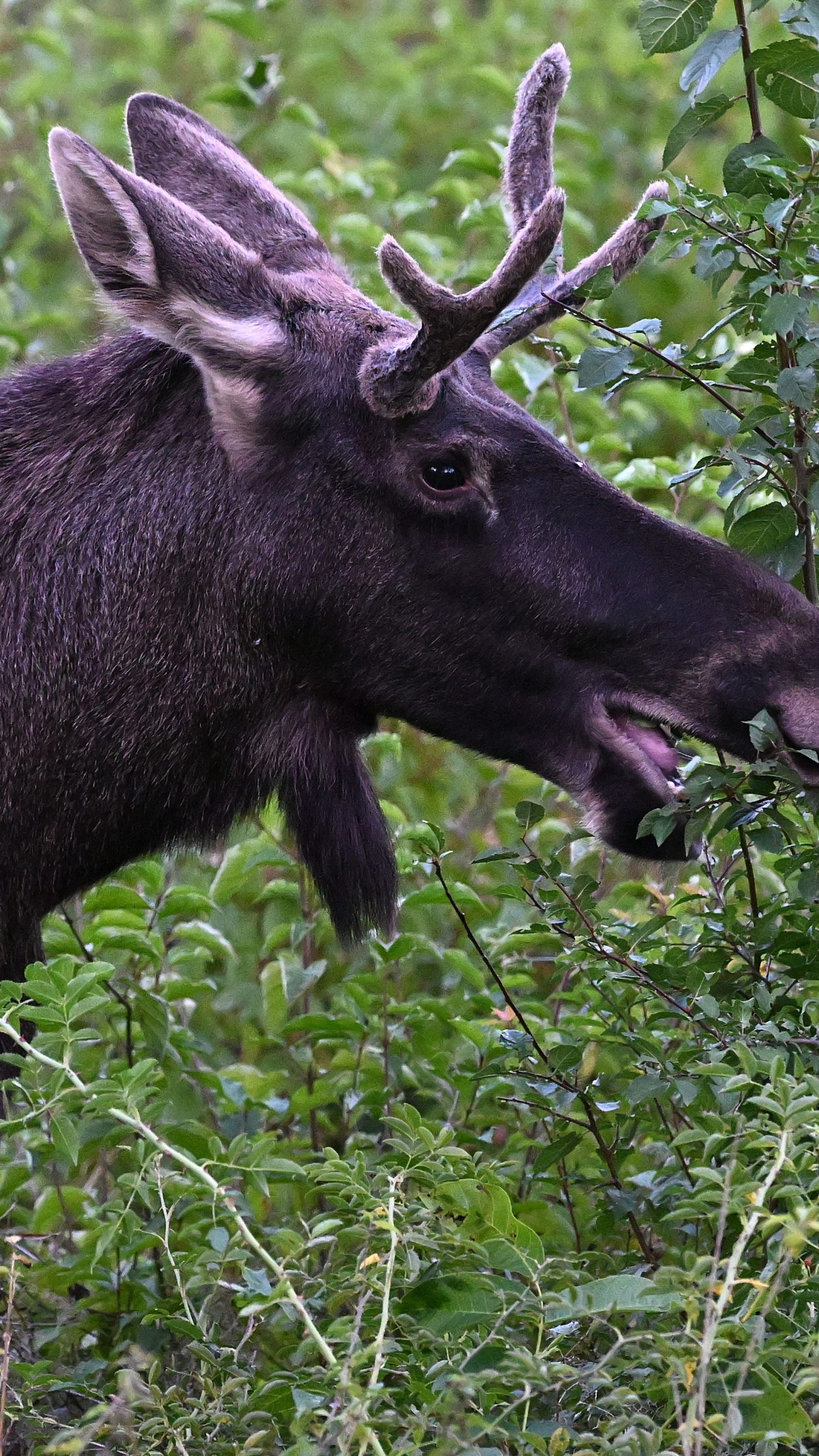Bilder aus der Vergangenheit: Elch "Emil" in Niederösterreich.