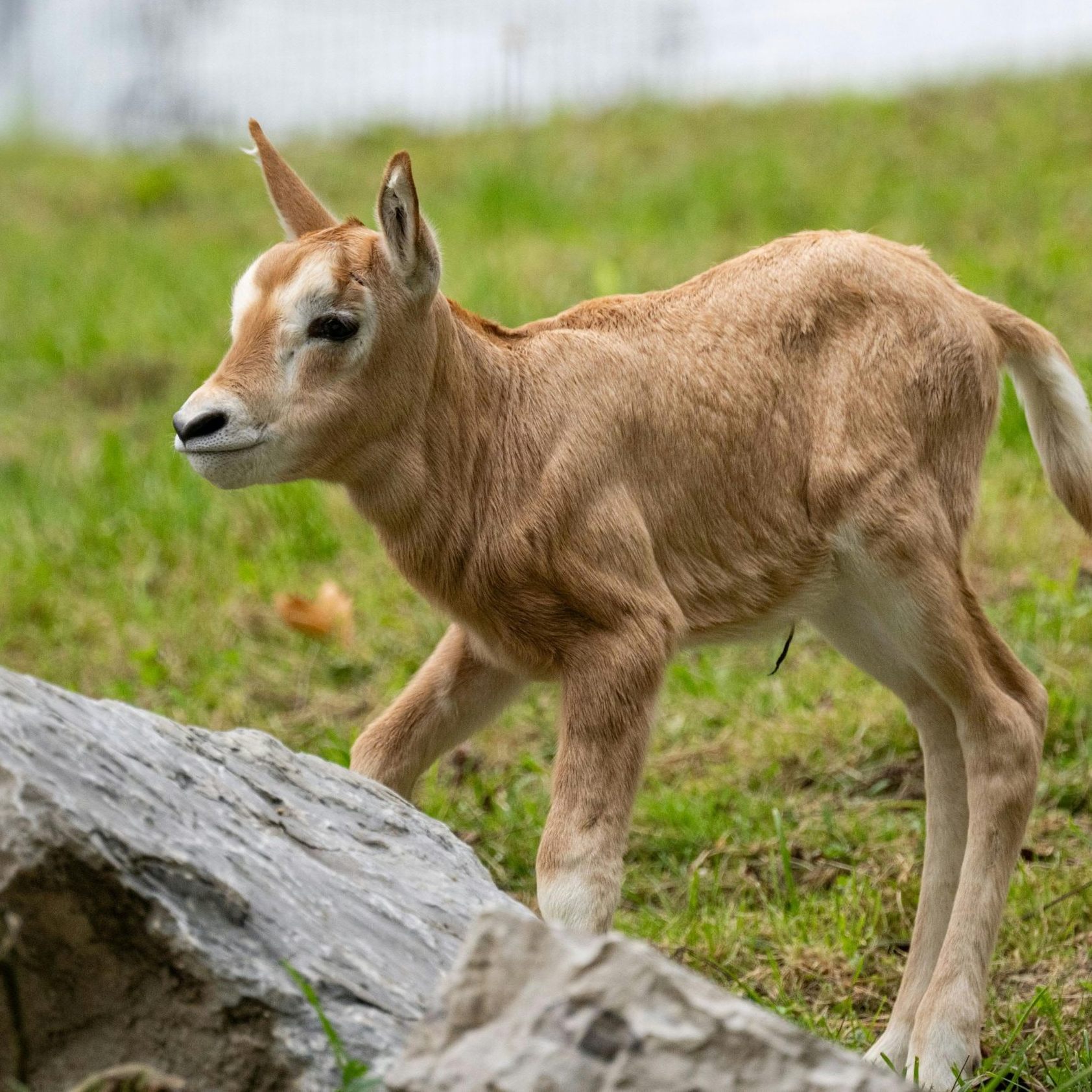 Die Kleinen sind niedlich - und schwer zu entdecken.