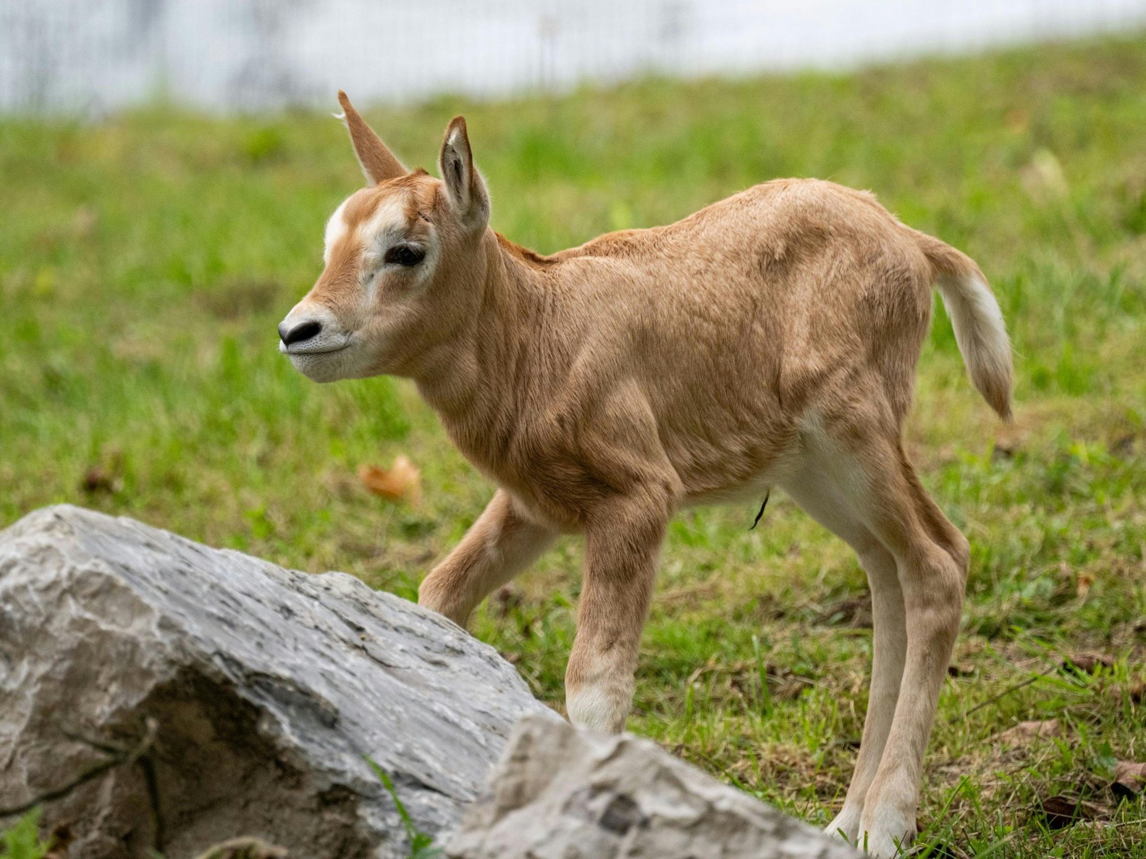 seltene-s-belantilopen-doppelter-nachwuchs-im-zoo-schmiding