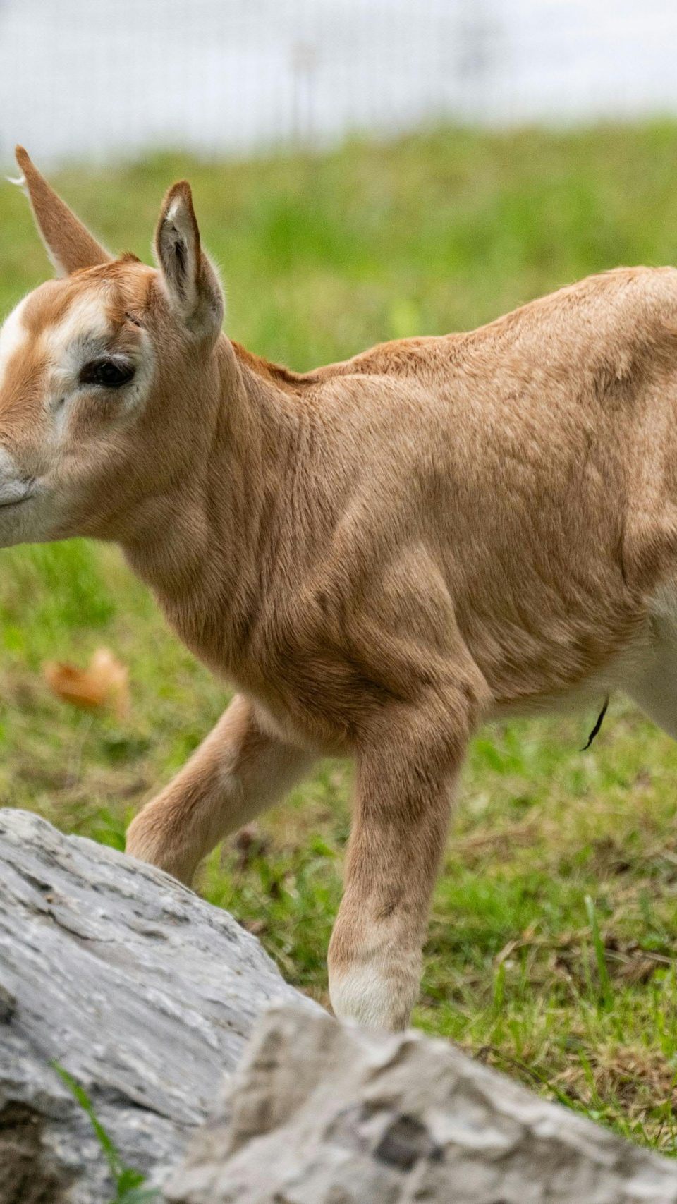 Die Kleinen sind niedlich - und schwer zu entdecken.